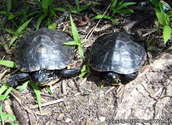 Northern Red-bellied Cooter (Pseudemys rubriventris)