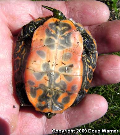 Northern Red-bellied Cooter (Pseudemys rubriventris)