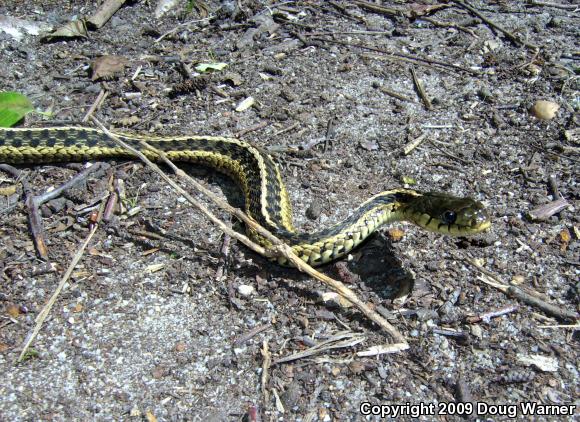 Eastern Gartersnake (Thamnophis sirtalis sirtalis)