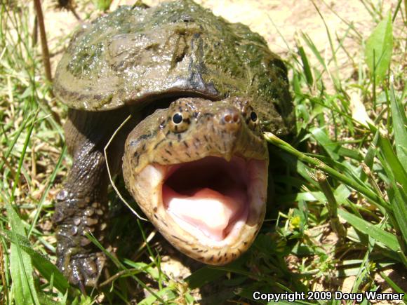 Eastern Snapping Turtle (Chelydra serpentina serpentina)