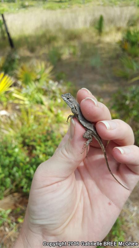 Florida Scrub Lizard (Sceloporus woodi)