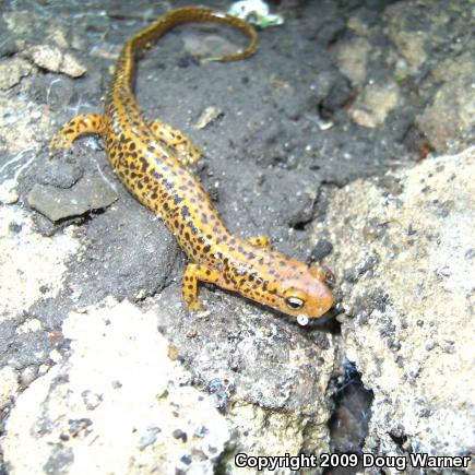 Long-tailed Salamander (Eurycea longicauda longicauda)