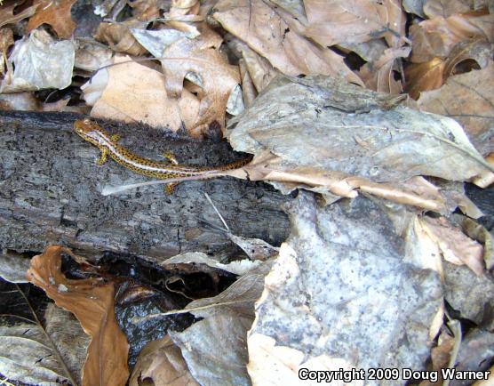 Long-tailed Salamander (Eurycea longicauda longicauda)