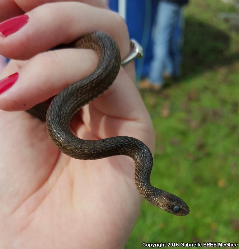 Florida Brownsnake (Storeria victa)