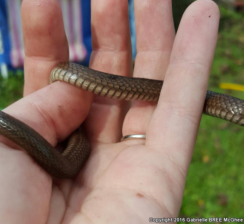 Florida Brownsnake (Storeria victa)