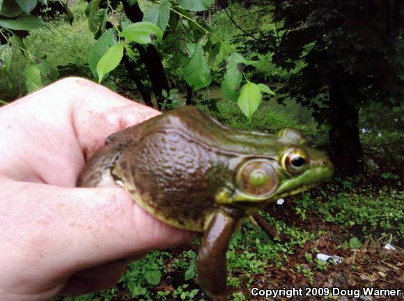 Northern Green Frog (Lithobates clamitans melanota)