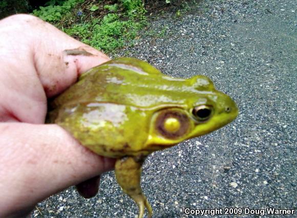 Northern Green Frog (Lithobates clamitans melanota)