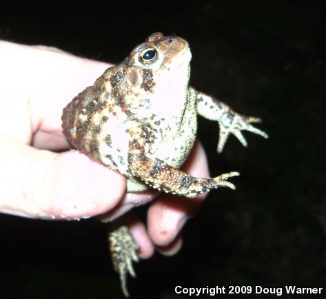 Eastern American Toad (Anaxyrus americanus americanus)