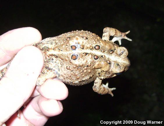 Eastern American Toad (Anaxyrus americanus americanus)