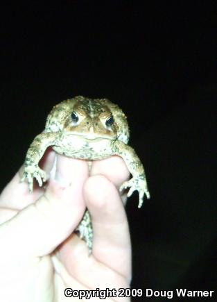 Eastern American Toad (Anaxyrus americanus americanus)