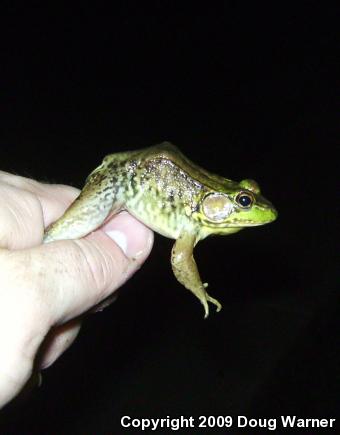 Northern Green Frog (Lithobates clamitans melanota)