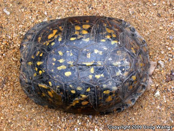 Eastern Box Turtle (Terrapene carolina carolina)