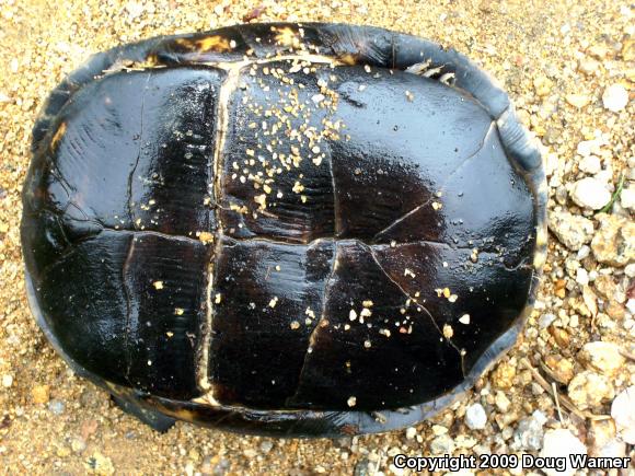 Eastern Box Turtle (Terrapene carolina carolina)