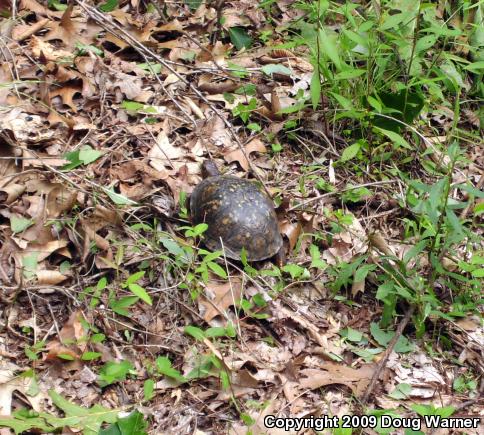 Eastern Box Turtle (Terrapene carolina carolina)