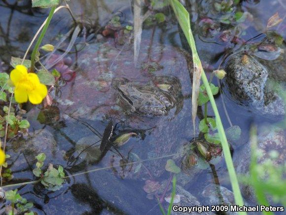 Sierran Treefrog (Pseudacris sierra)