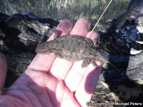 NorthWestern Fence Lizard (Sceloporus occidentalis occidentalis)