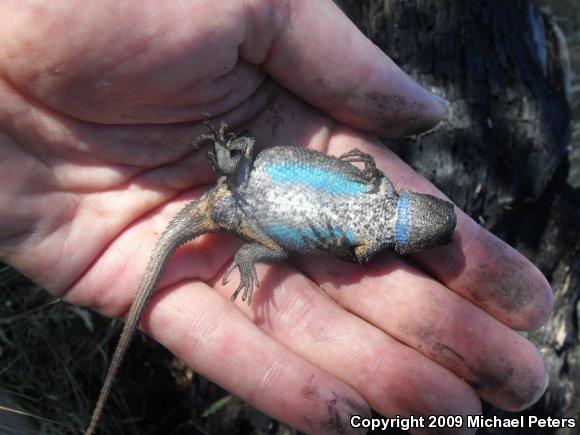 NorthWestern Fence Lizard (Sceloporus occidentalis occidentalis)