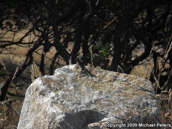 NorthWestern Fence Lizard (Sceloporus occidentalis occidentalis)