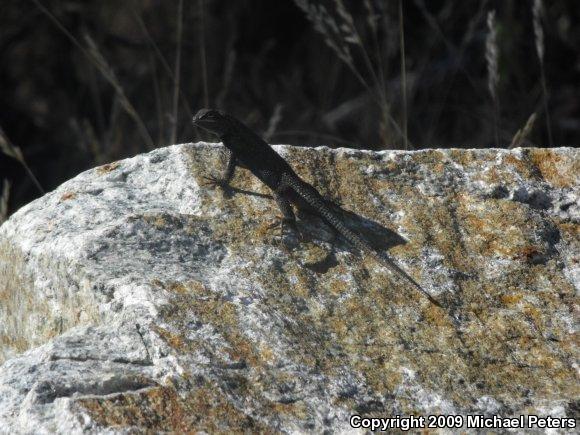 NorthWestern Fence Lizard (Sceloporus occidentalis occidentalis)