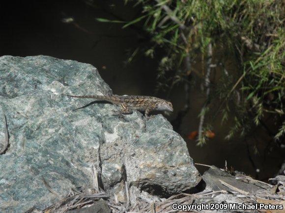 NorthWestern Fence Lizard (Sceloporus occidentalis occidentalis)