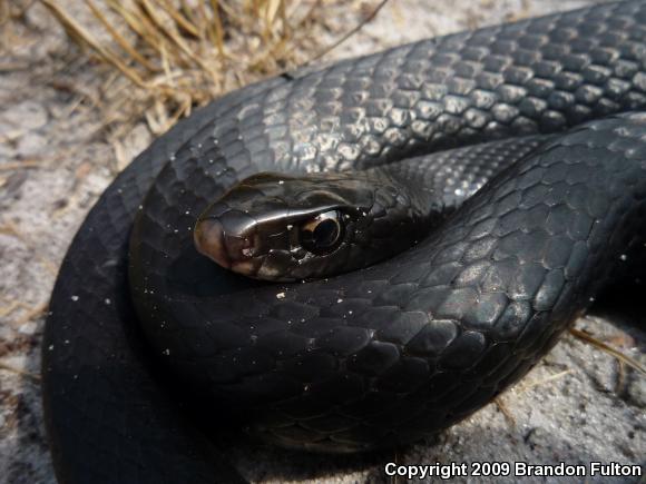 Northern  Black Racer (Coluber constrictor constrictor)