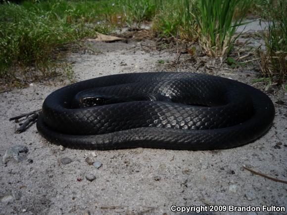 Northern  Black Racer (Coluber constrictor constrictor)