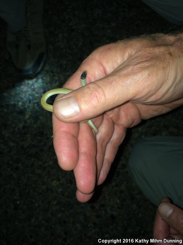 Plains Black-headed Snake (Tantilla nigriceps)