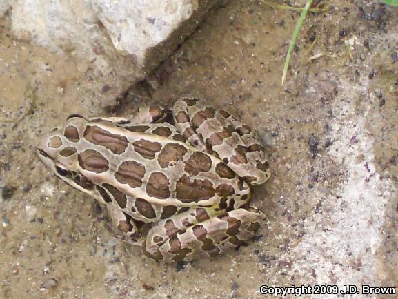 Pickerel Frog (Lithobates palustris)