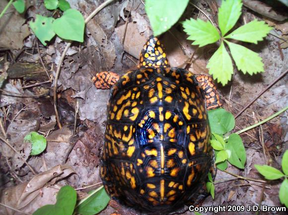 Eastern Box Turtle (Terrapene carolina carolina)