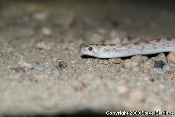 Spotted Leaf-nosed Snake (Phyllorhynchus decurtatus)