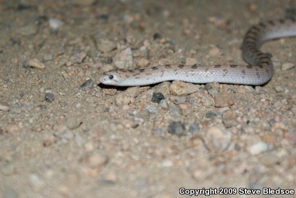 Spotted Leaf-nosed Snake (Phyllorhynchus decurtatus)