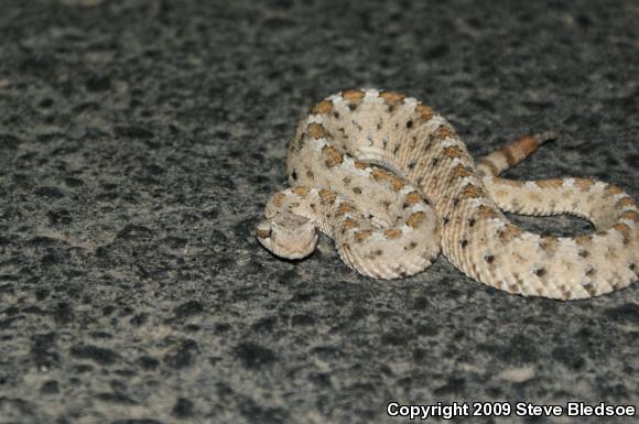 Mojave Desert Sidewinder (Crotalus cerastes cerastes)