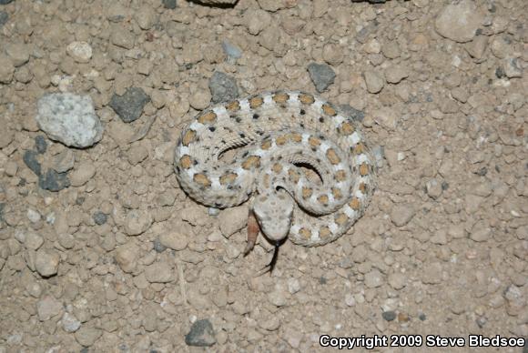 Mojave Desert Sidewinder (Crotalus cerastes cerastes)