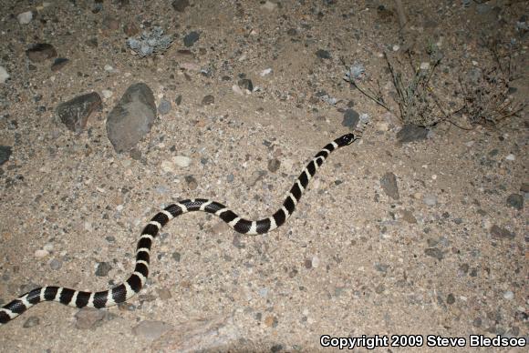 California Kingsnake (Lampropeltis getula californiae)