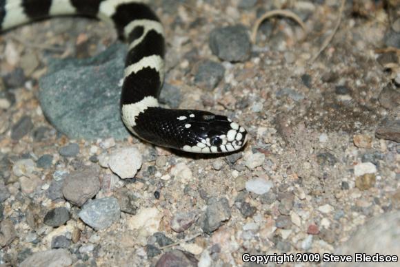 California Kingsnake (Lampropeltis getula californiae)