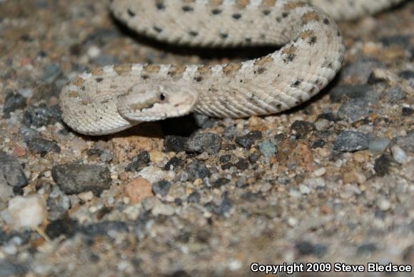 Mojave Desert Sidewinder (Crotalus cerastes cerastes)