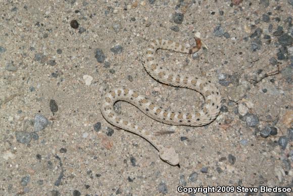 Mojave Desert Sidewinder (Crotalus cerastes cerastes)