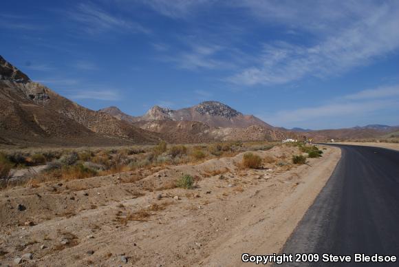 Mojave Desert Sidewinder (Crotalus cerastes cerastes)