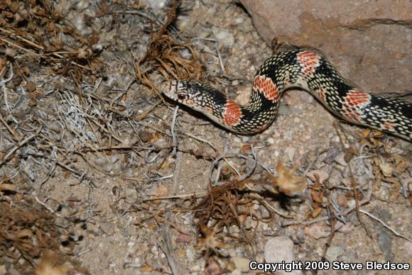 Western Long-nosed Snake (Rhinocheilus lecontei)