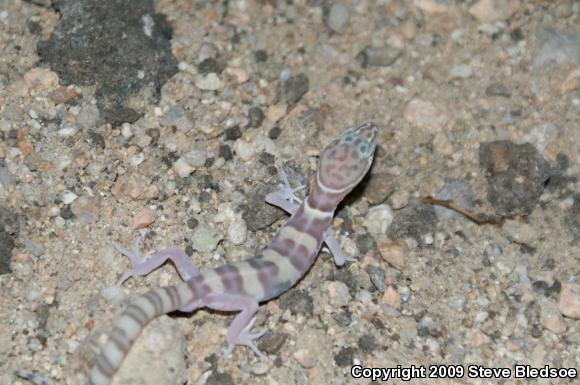 Desert Banded Gecko (Coleonyx variegatus variegatus)