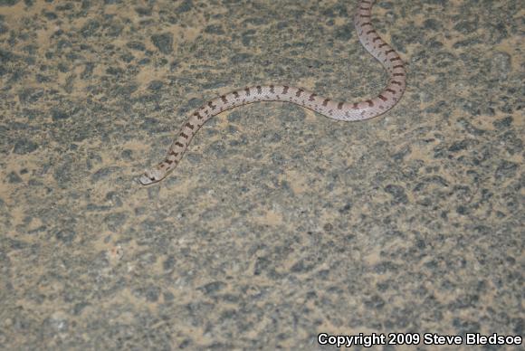 Spotted Leaf-nosed Snake (Phyllorhynchus decurtatus)