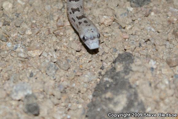 Spotted Leaf-nosed Snake (Phyllorhynchus decurtatus)