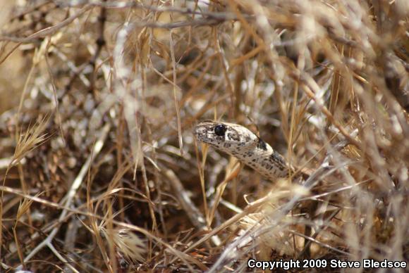 Red Racer (Coluber flagellum piceus)