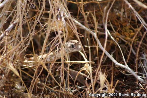 Red Racer (Coluber flagellum piceus)