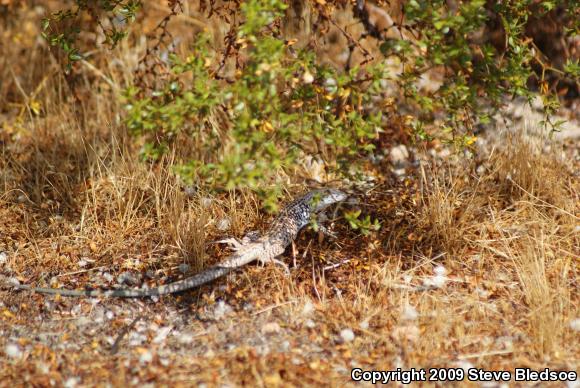 Great Basin Whiptail (Aspidoscelis tigris tigris)