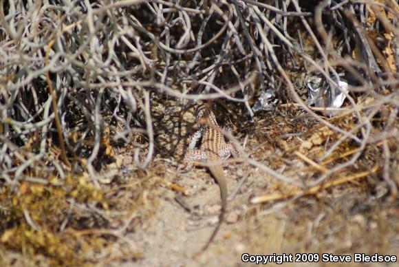 Great Basin Whiptail (Aspidoscelis tigris tigris)