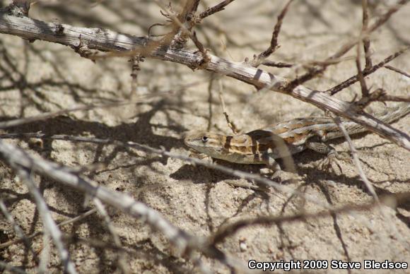 Western Side-blotched Lizard (Uta stansburiana elegans)