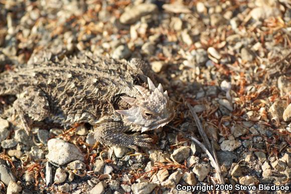 Blainville's Horned Lizard (Phrynosoma blainvillii)