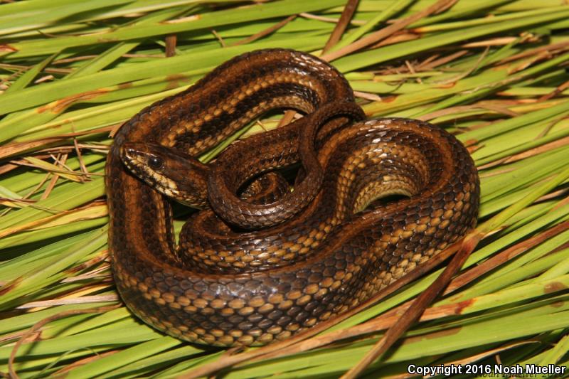 Gulf Saltmarsh Snake (Nerodia clarkii clarkii)