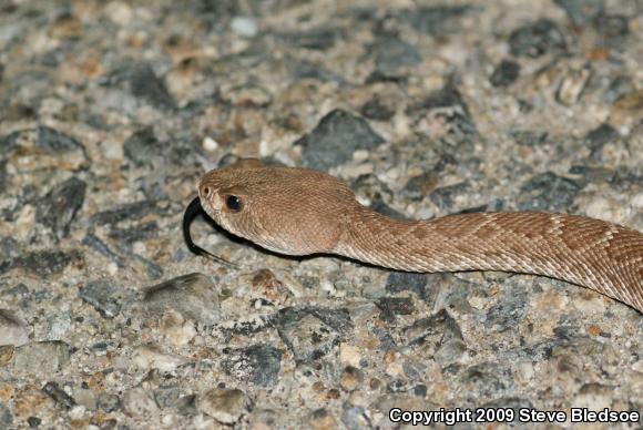 Red Diamond Rattlesnake (Crotalus ruber ruber)